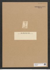 Entopyla australis Ehr. (de-Toni-Nr.: Genus 101, Species 3101) Zeichnungen Sammlung Grunow Nr. 6331 (NHMW-BOT-W0374969)